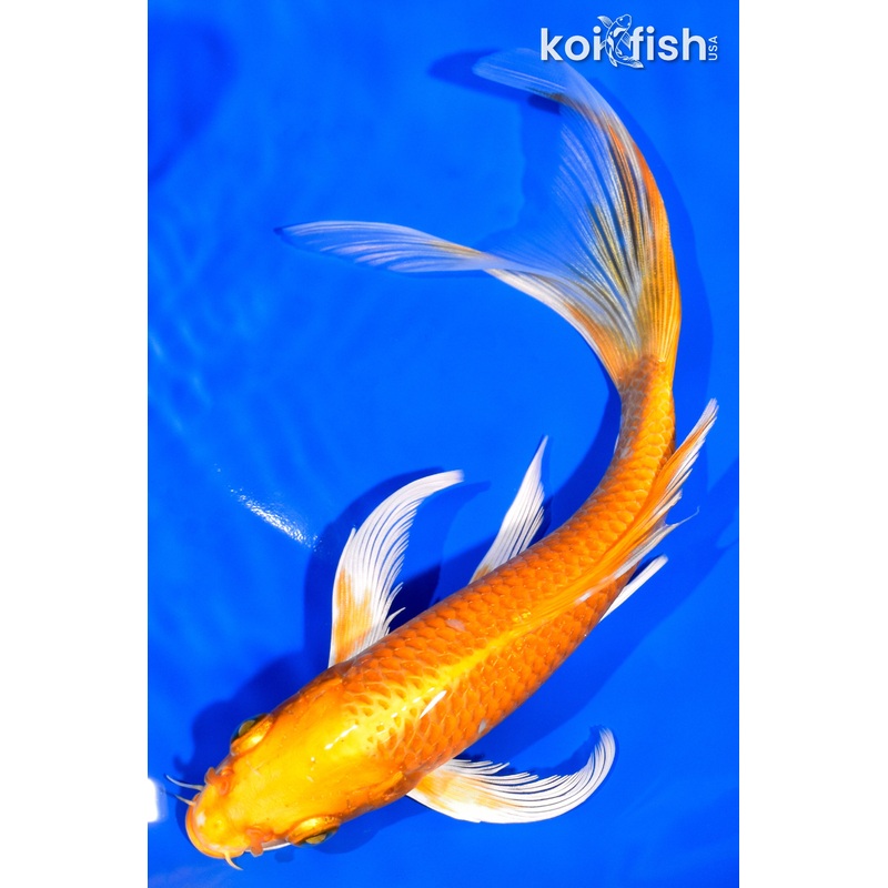 8" ORENJI OGON BUTTERFLY