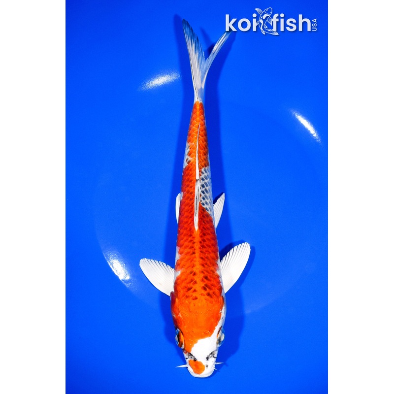 9.25" KUJAKU