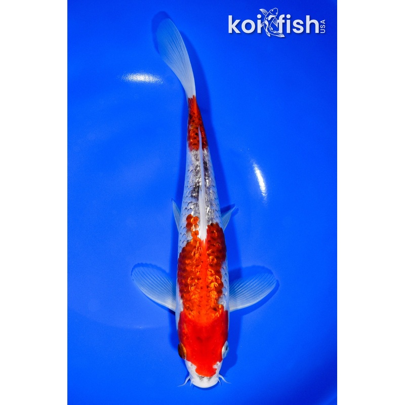 9.5" GINRIN GOSHIKI