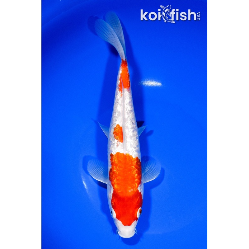 9.5" GINRIN KOHAKU