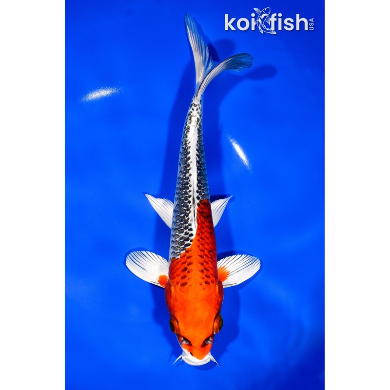 9.5" KUJAKU
