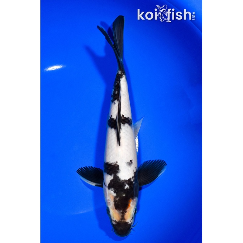 9.5" SHIRO UTSURI