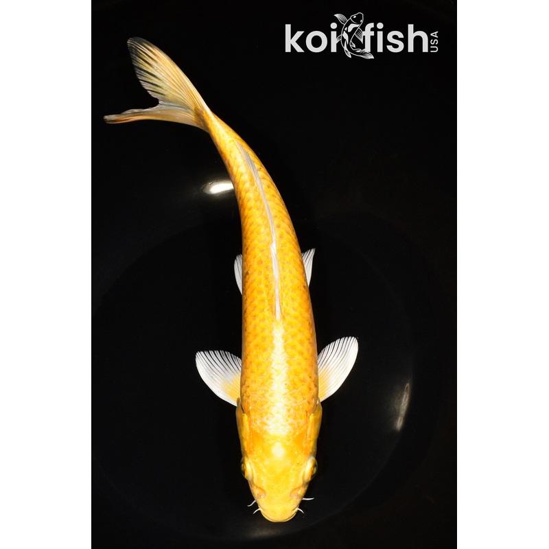 9.5" YAMABUKI OGON