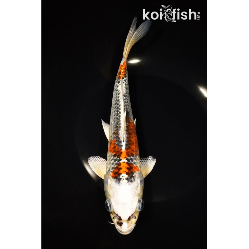 9.75" KUJAKU