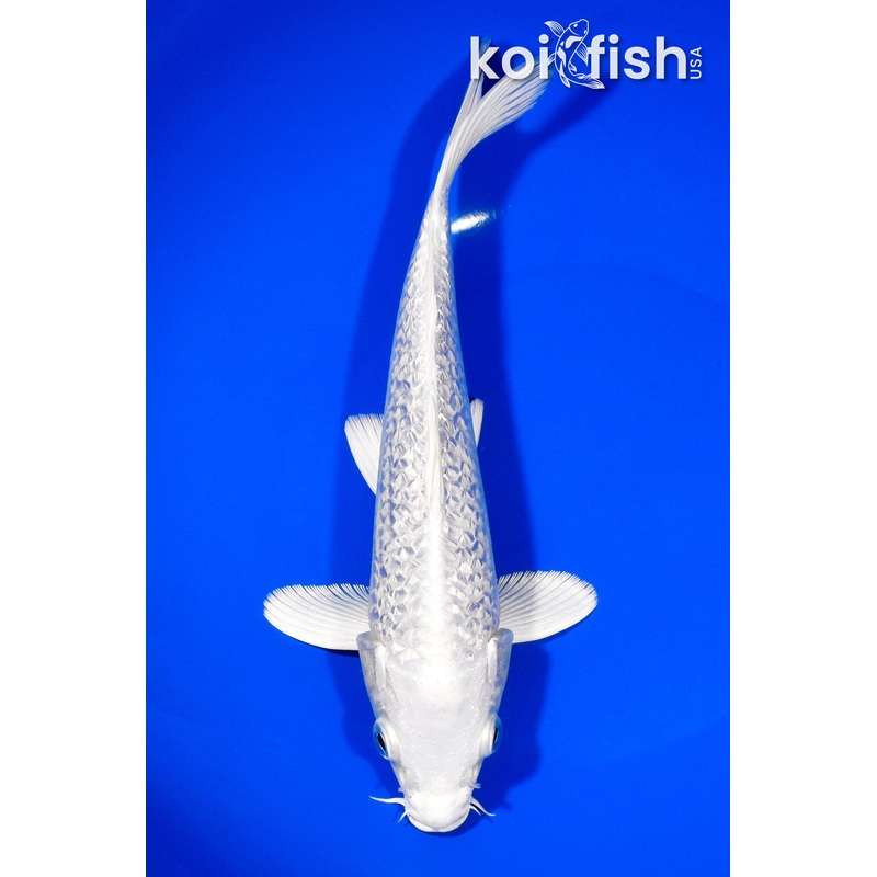 9" GINRIN PLATINUM OGON