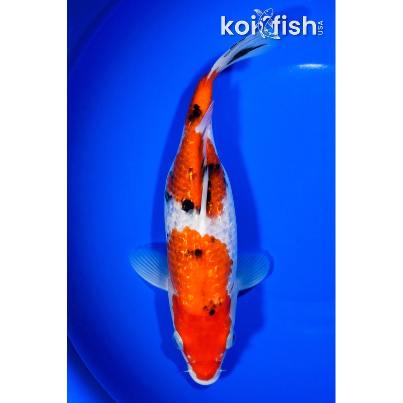 9" GINRIN SANKE