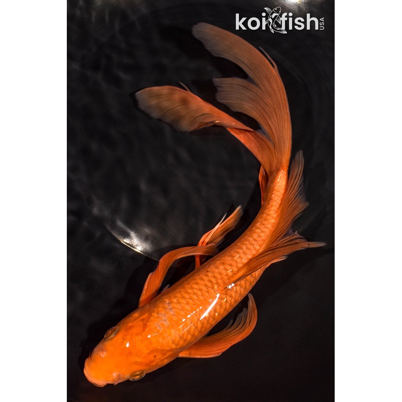 10.25" CHAGOI BUTTERFLY