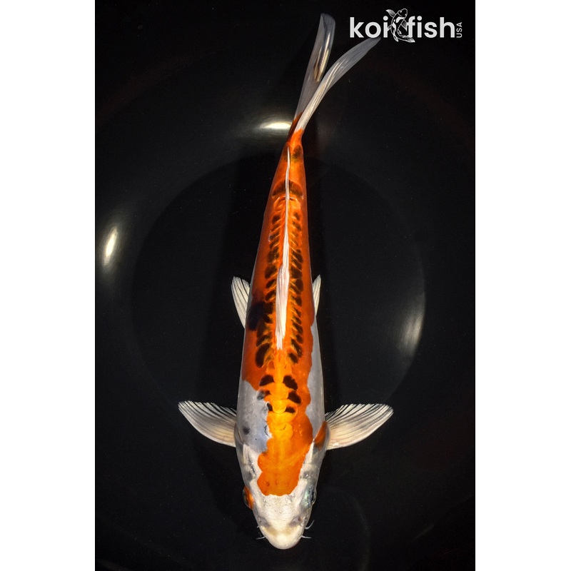 10.25" DOITSU KUJAKU