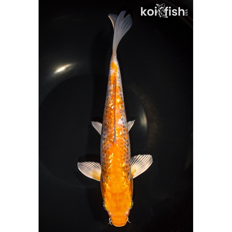 10.25" GINRIN OCHIBA SHIGURE