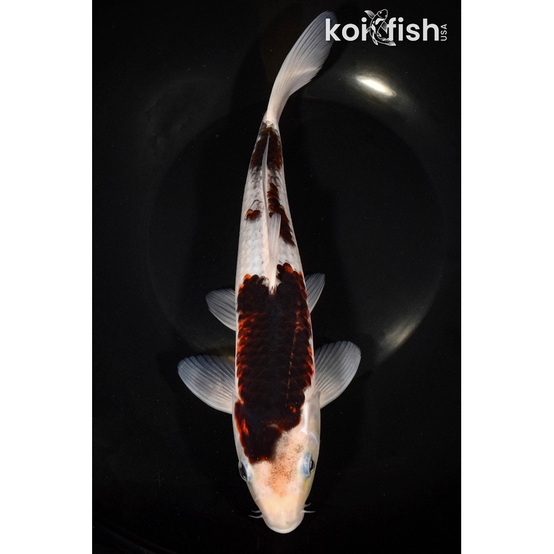 10.25" GOROMO