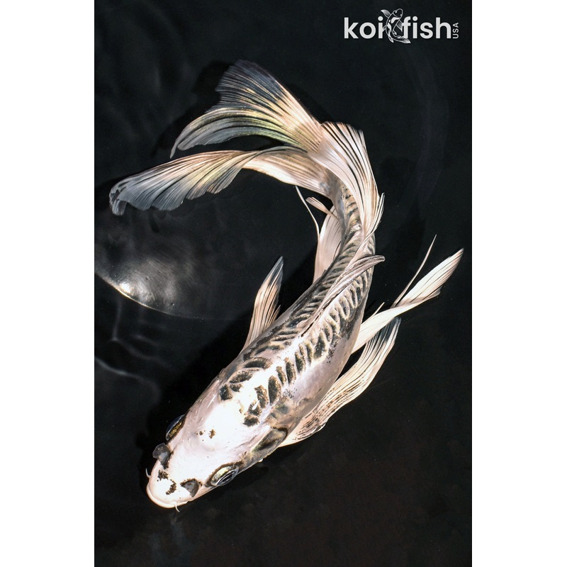 10.25" KIKOKURYU BUTTERFLY