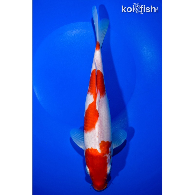 10.75" KOHAKU