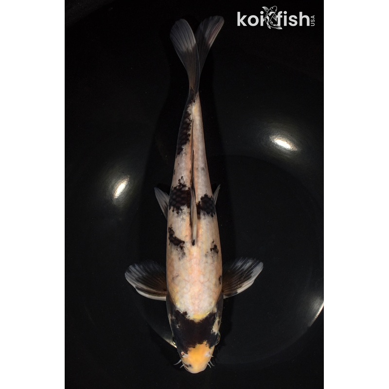 10.75" SHIRO UTSURI