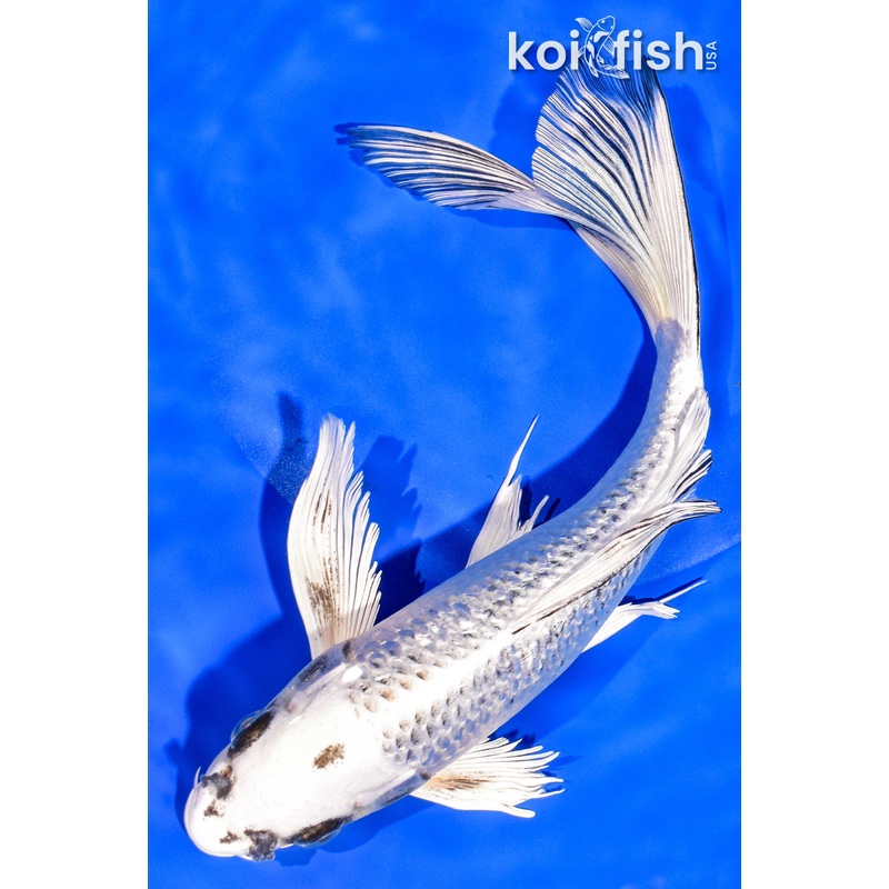10" GIN MATSUBA BUTTERFLY