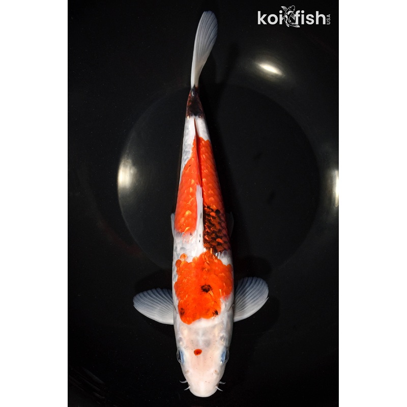 10" GINRIN SANKE