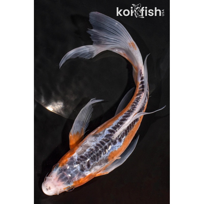 10" SHUSUI BUTTERFLY