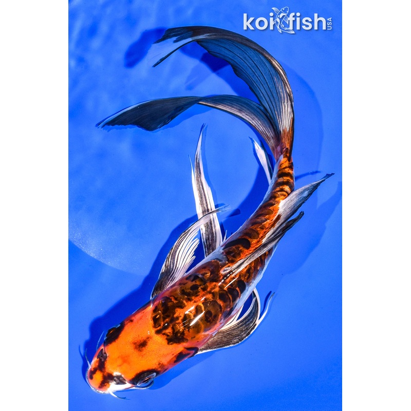 11.25" BENI KIKOKURYU
