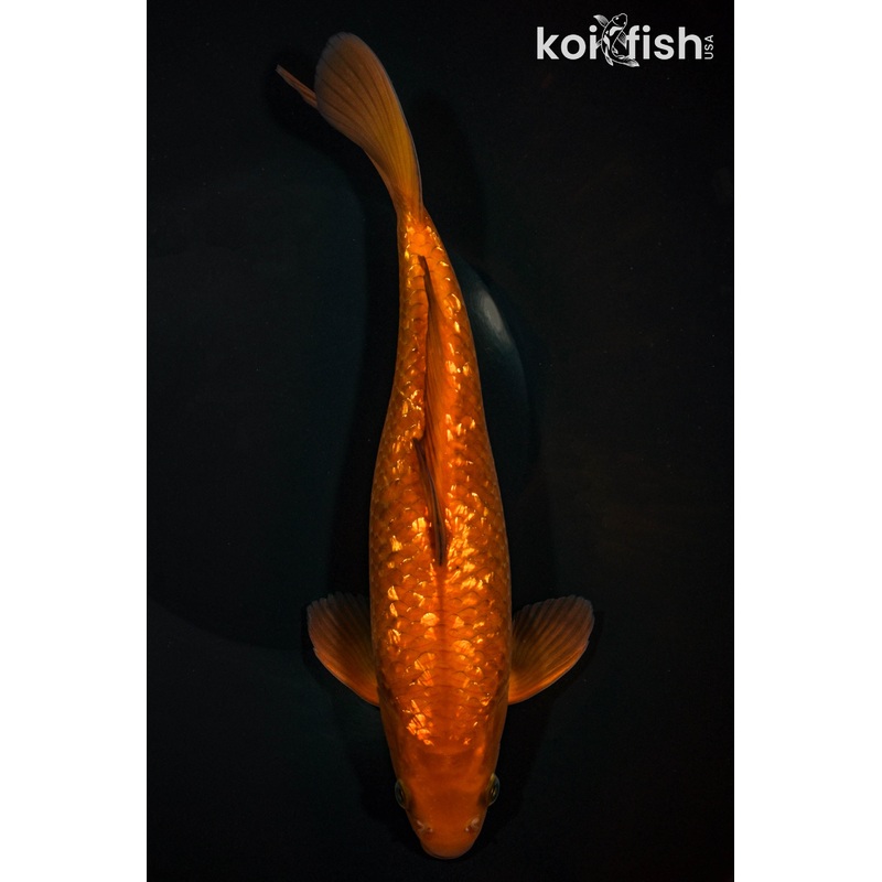 11.25" GINRIN CHAGOI