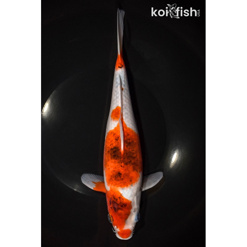 11.25" GOROMO
