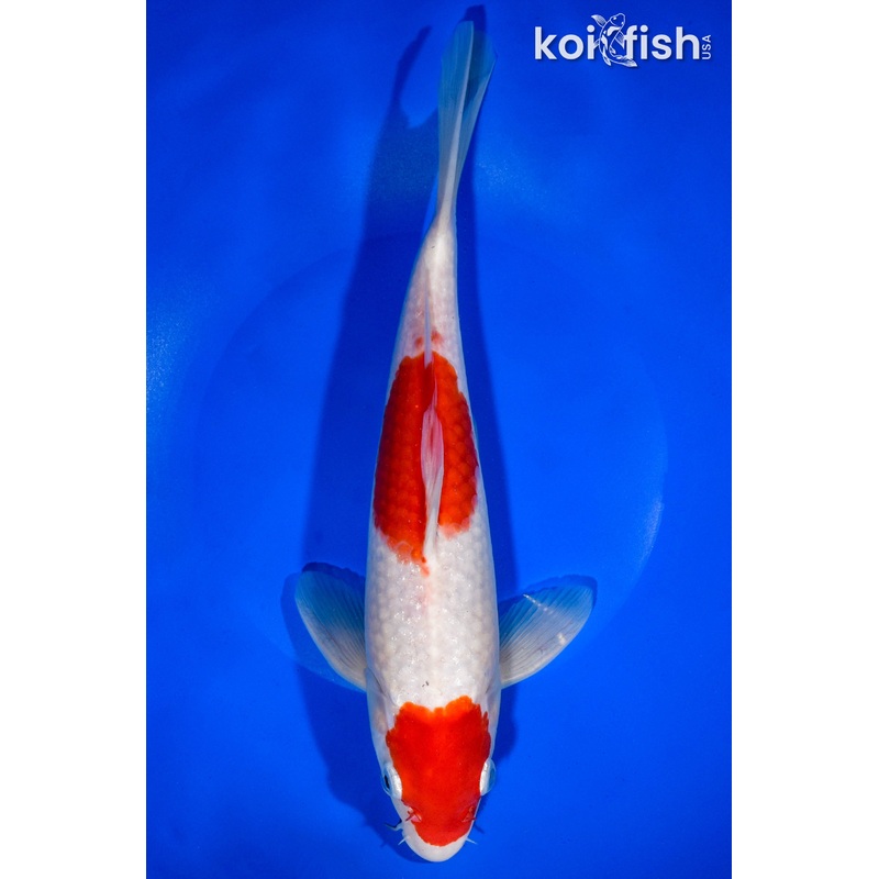 11.25" KOHAKU