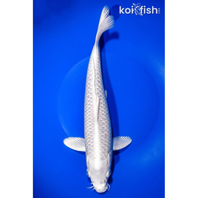 11.25" PLATINUM OGON