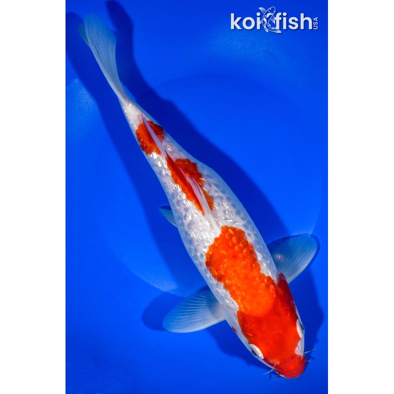 11.5" GINRIN KOHAKU
