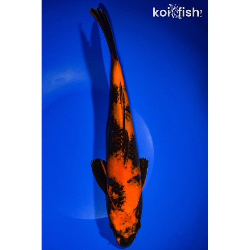 11.5" KIN HI UTSURI