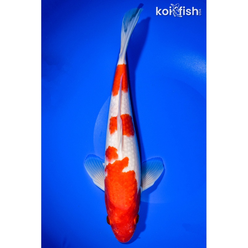 11.5" KOHAKU