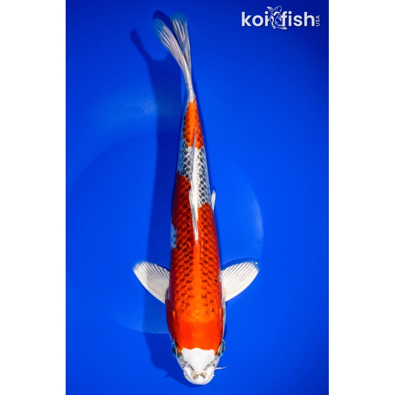 11.5" KUJAKU