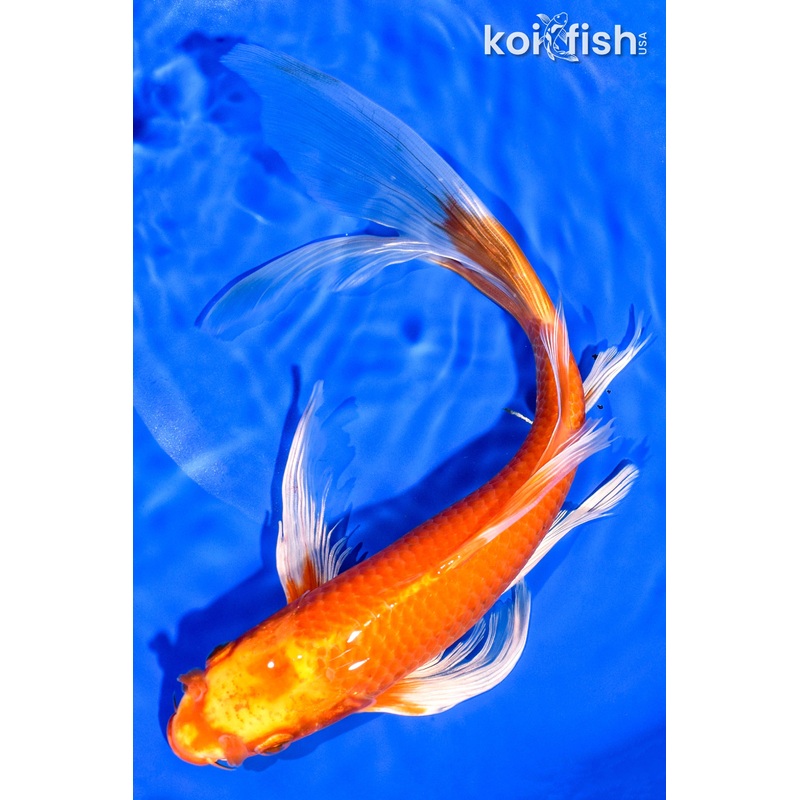 11.75" HARIWAKE BUTTERFLY
