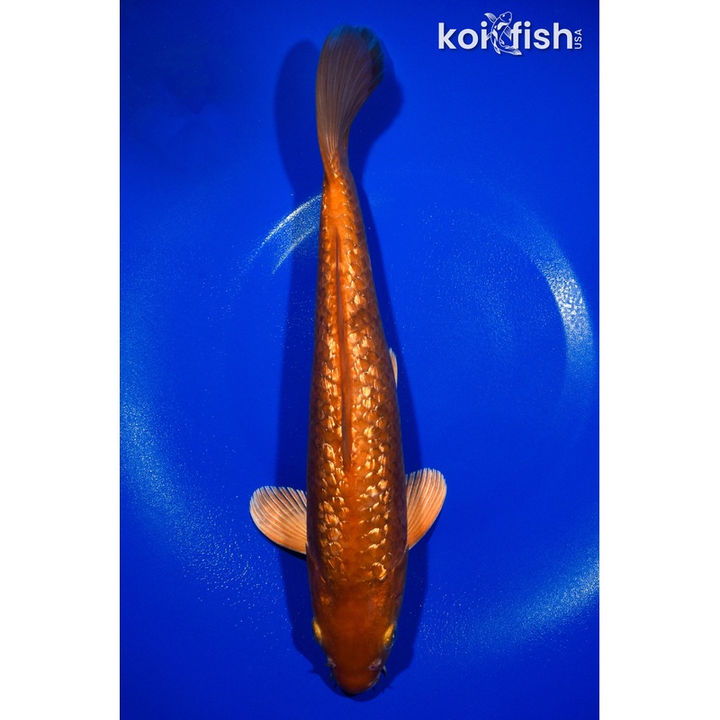 12.5" GINRIN CHAGOI