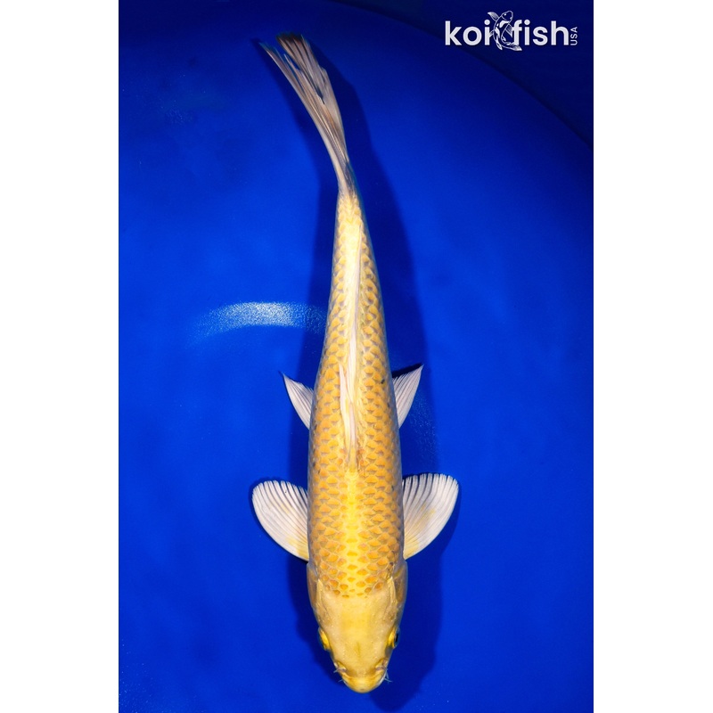 12.5" YAMABUKI OGON