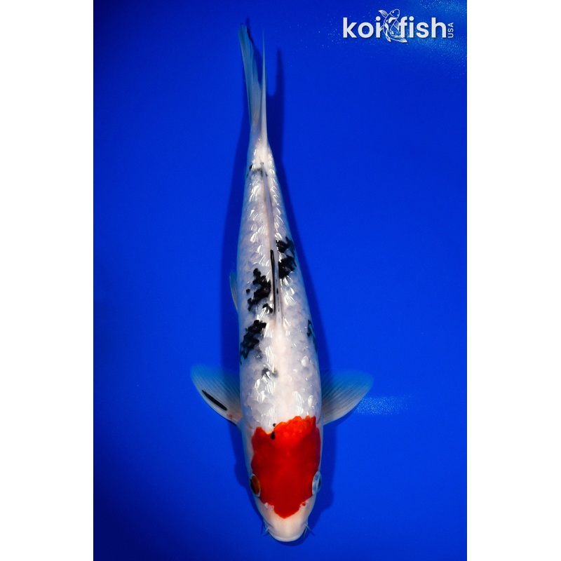 12.75" GINRIN SANKE