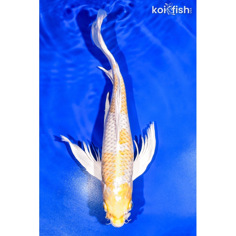 12.75" HARIWAKE BUTTERFLY