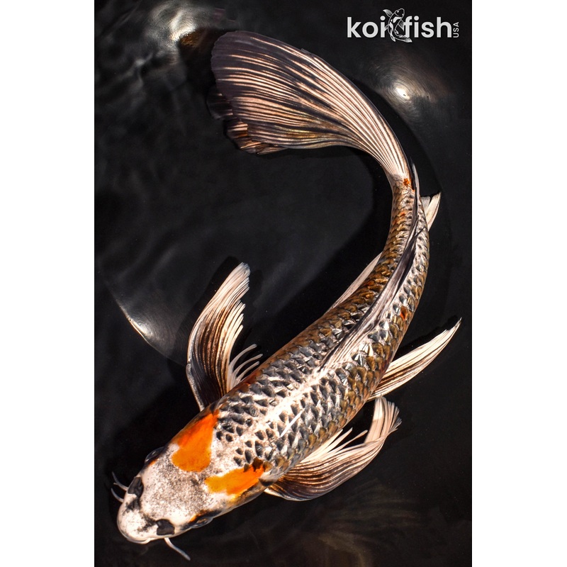 12.75" KUJAKU BUTTERFLY