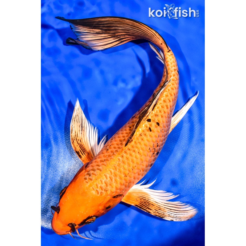 12.75" ORENJI MATSUBA BUTTERFLY