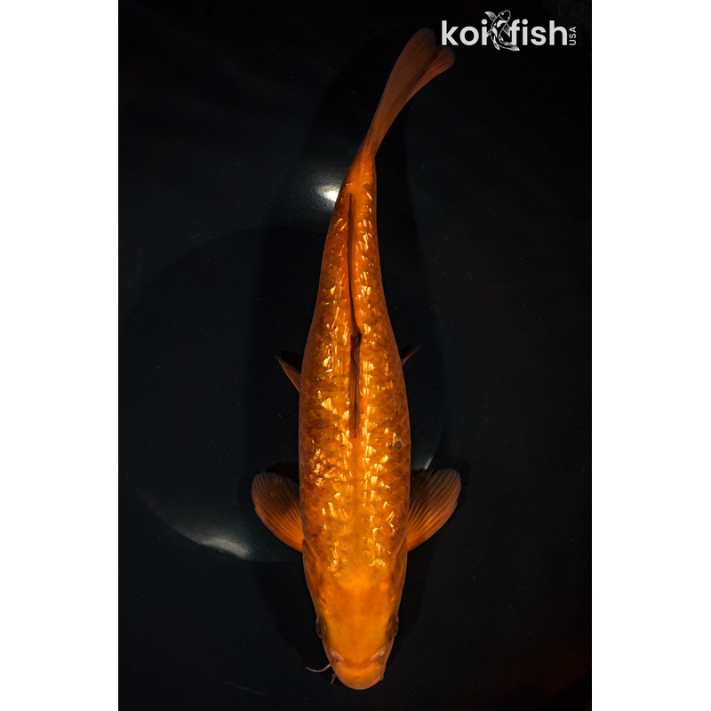 12" GINRIN CHAGOI