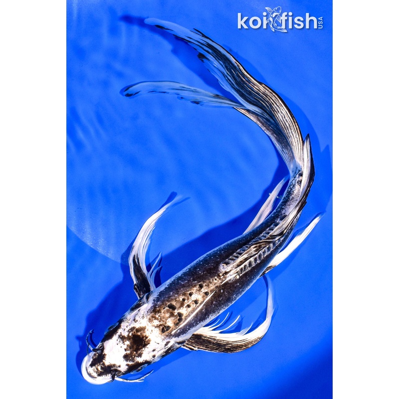 12" KIKOKURYU BUTTERFLY