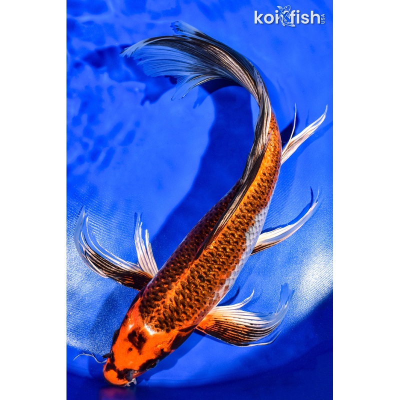 13.25" KUJAKU BUTTERFLY