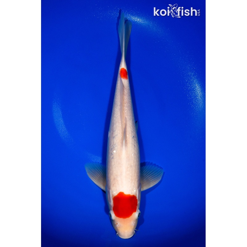 13.5" MARUTEN KOHAKU