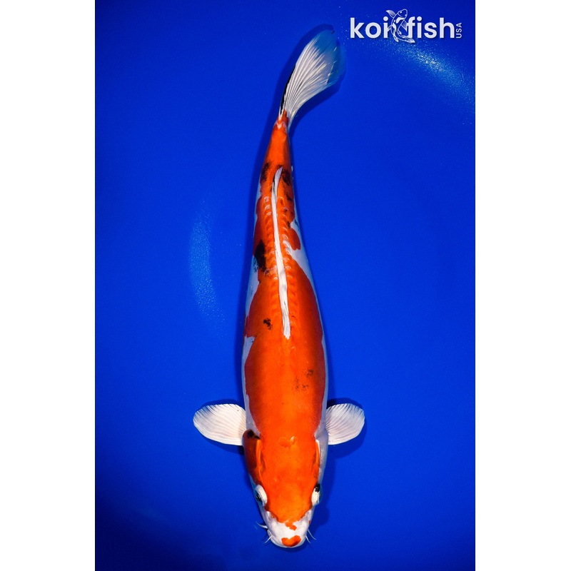 13.75" HEISEI NISHIKI