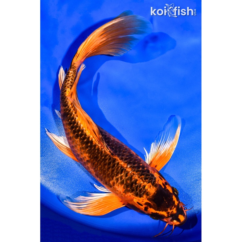 13" ORENJI MATSUBA BUTTERFLY