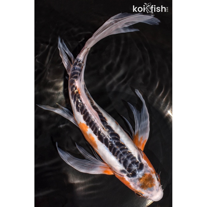 13" SHUSUI BUTTERFLY
