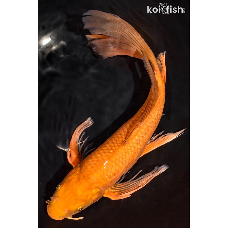 14.25" CHAGOI BUTTERFLY