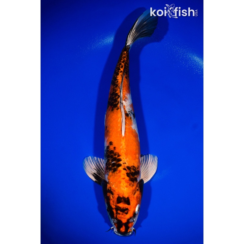 14.5" KIN SHOWA
