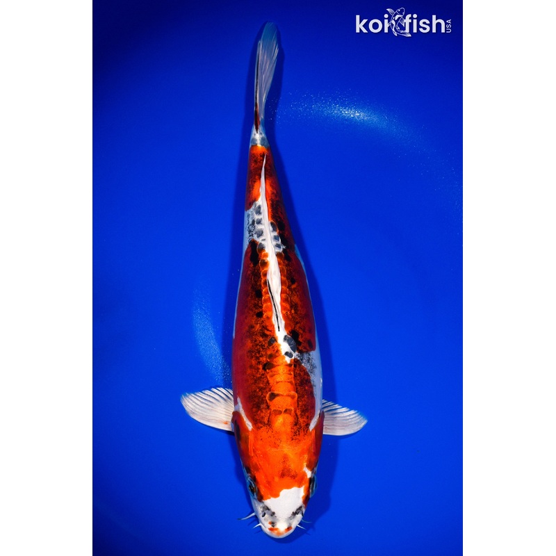 14" BENI KIKOKURYU