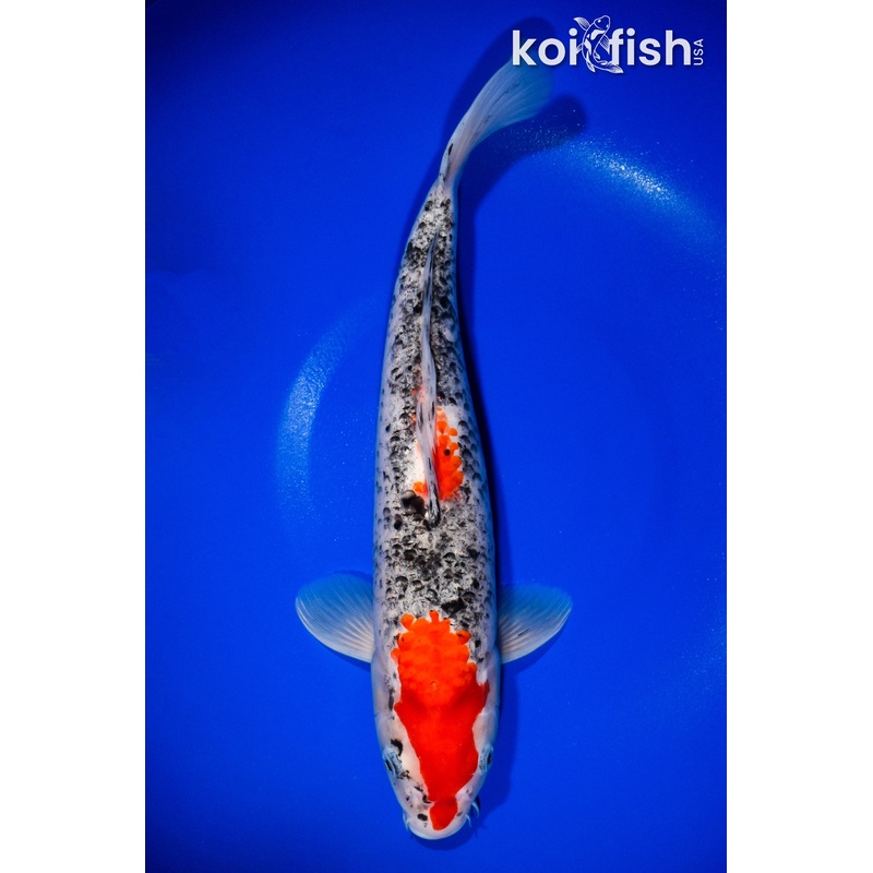 14" GOSHIKI