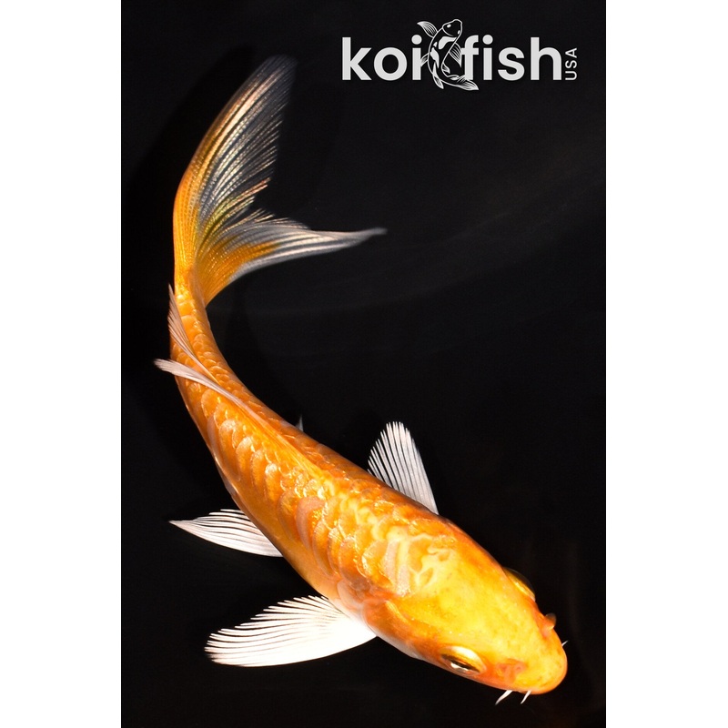 3.75" GINRIN DOITSU ORENJI OGON BUTTERFLY