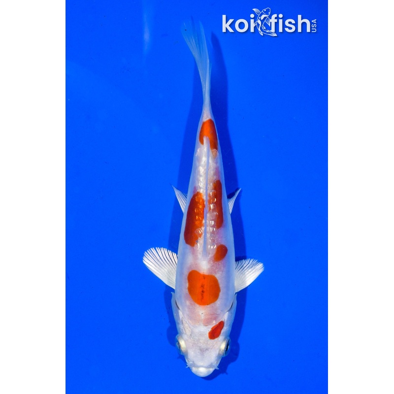 4.5" GINRIN KIKUSUI