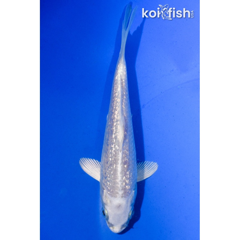 4.5" GINRIN PLATINUM OGON